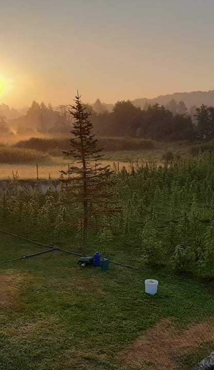 Endokanabinoidni sustav